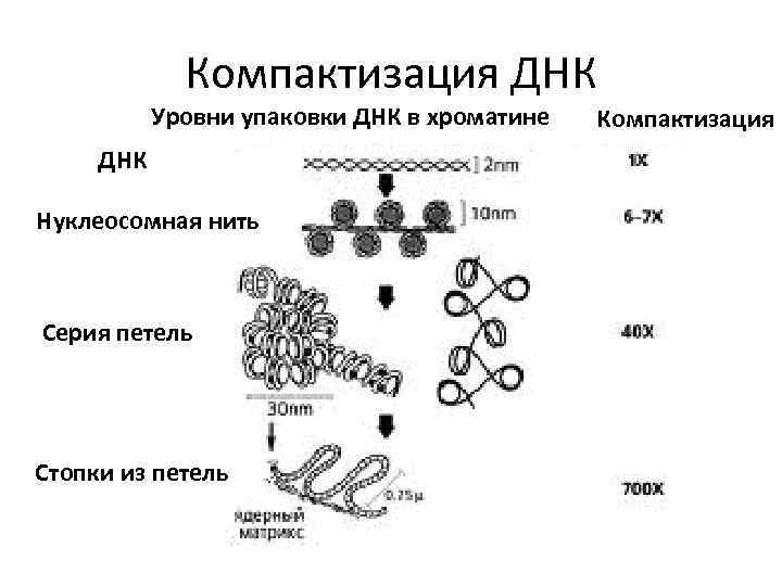 Уровень компактизации днк в хромосоме представленный на схеме