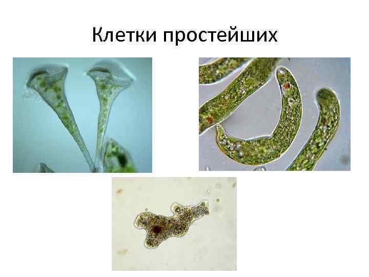Клетки простейших 