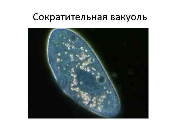 Сократительная вакуоль 