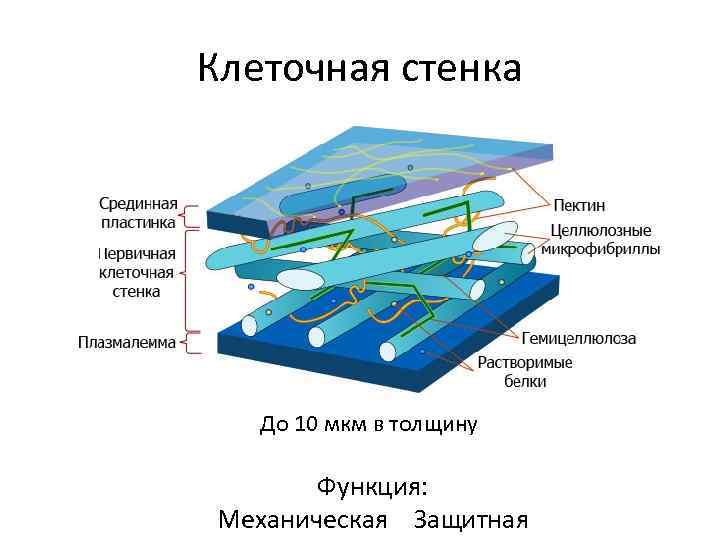 Клеточная стенка До 10 мкм в толщину Функция: Механическая Защитная 