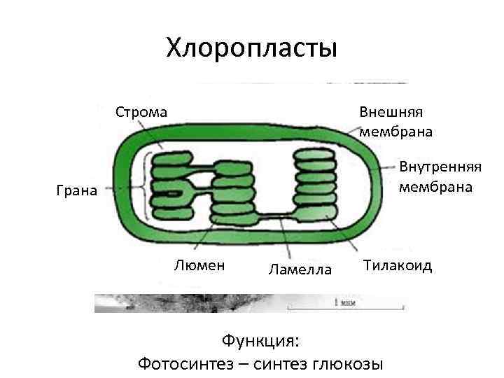 Хлоропласты Строма Внешняя мембрана Внутренняя мембрана Грана Люмен Ламелла Тилакоид Функция: Фотосинтез – синтез