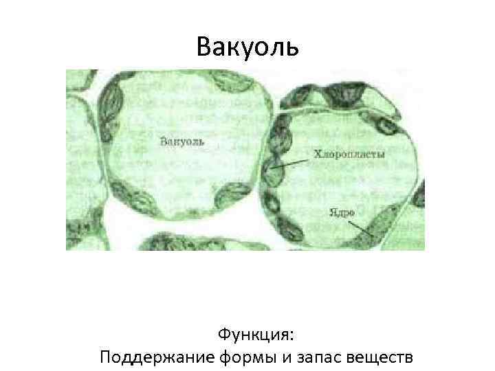 Вакуоль Функция: Поддержание формы и запас веществ 