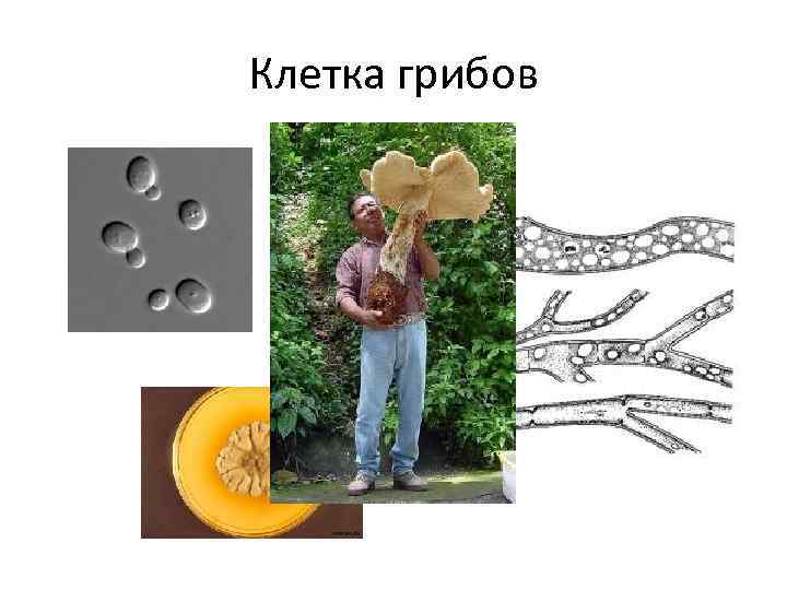 Клетка грибов 