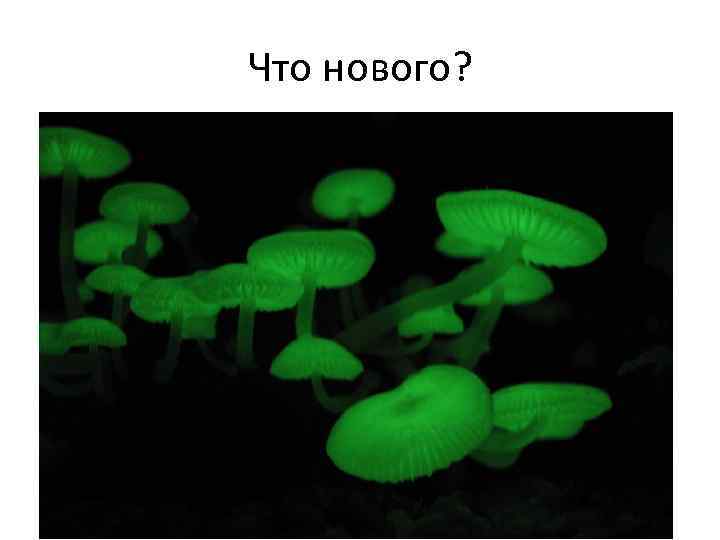 Что нового? • Клеточная стенка из хитина 