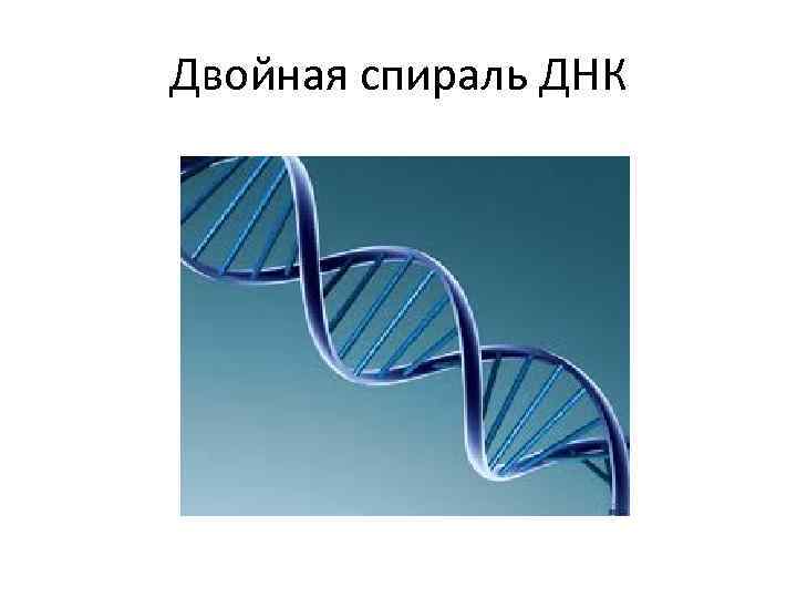 Двойная спираль. Двойная правозакрученная спираль. Двойная спираль ДНК. Образование двойной спирали ДНК. Двойная спираль ДНК фиксируется.