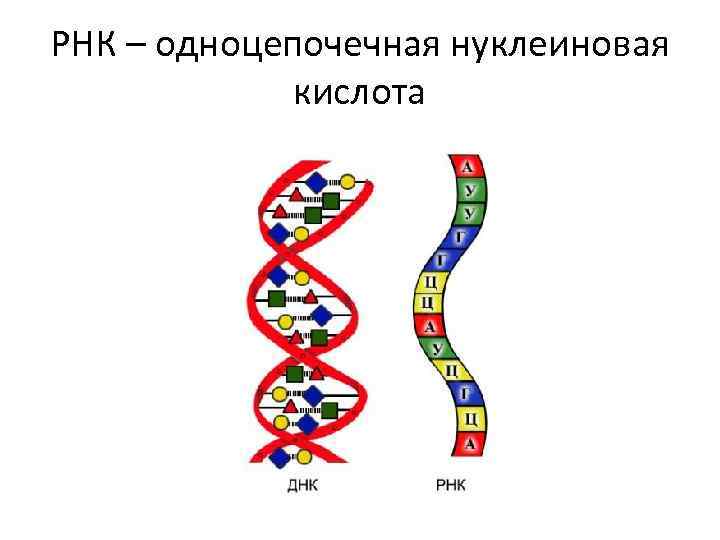 РНК – одноцепочечная нуклеиновая кислота T У 