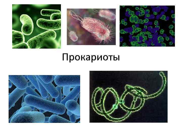 Прокариоты биология 5. Гетеротрофные прокариоты. Бацилла прокариот. Доядерные организмы прокариоты. Патогенный прокариот.