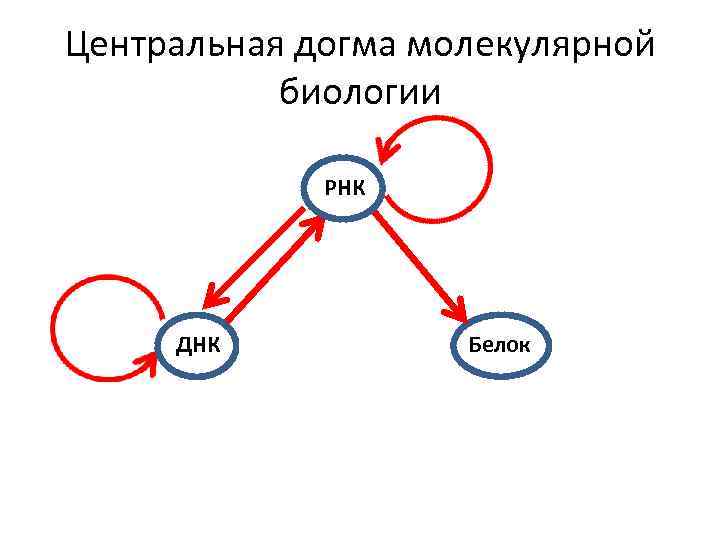 Какая схема соответствует главному постулату или центральной догме молекулярной биологии