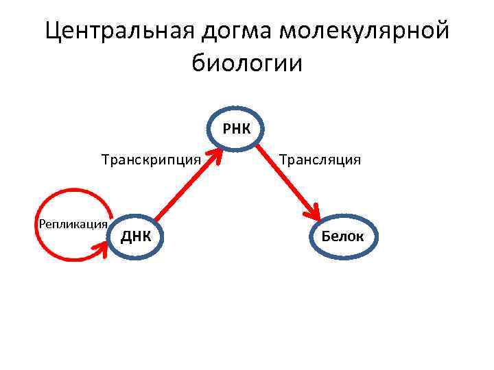 Центральная догма молекулярной биологии РНК Транскрипция Репликация ДНК Трансляция Белок 