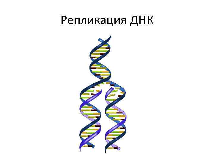Удваивается молекула днк. Схема репликации молекулы ДНК. Схема удвоения ДНК редупликация. Схема процесса репликации ДНК. Редупликация молекул ДНК.