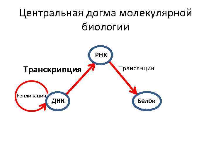 Центральная догма молекулярной биологии это