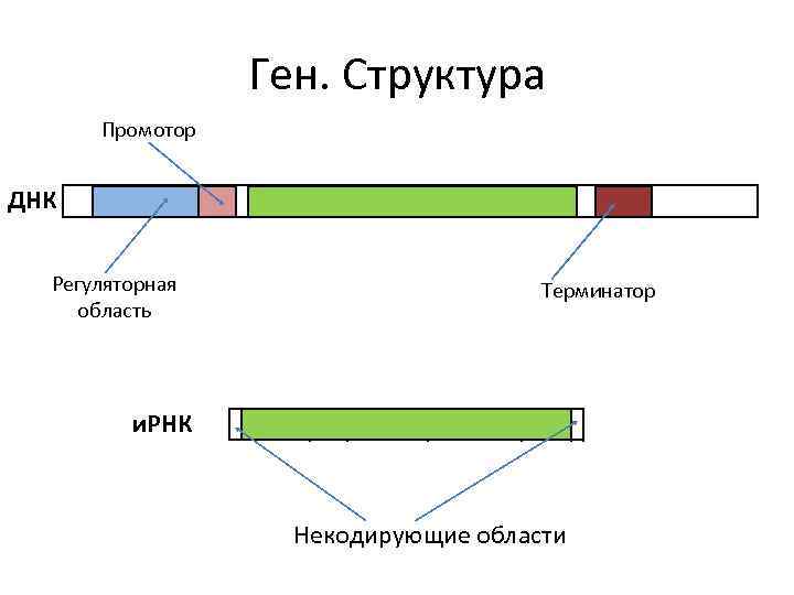 Ген. Структура Промотор ДНК Регуляторная область Терминатор и. РНК Некодирующие области 