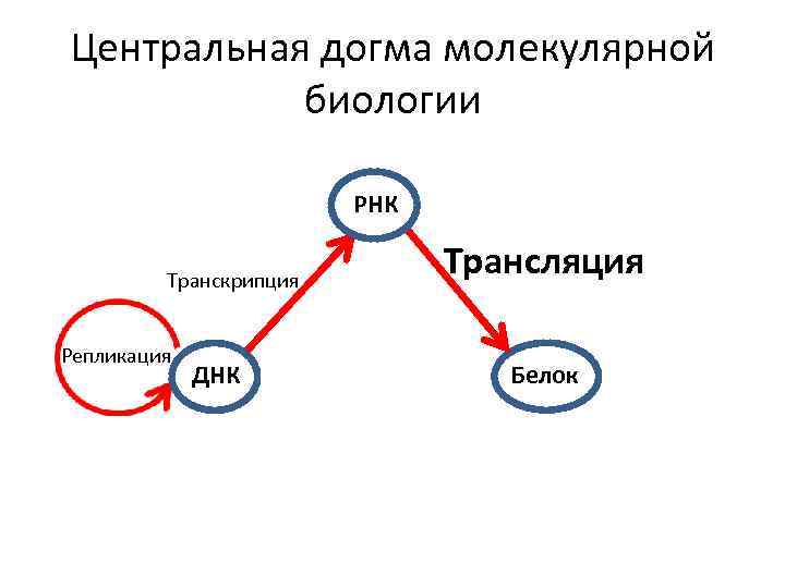 Центральная догма молекулярной биологии РНК Транскрипция Репликация ДНК Трансляция Белок 