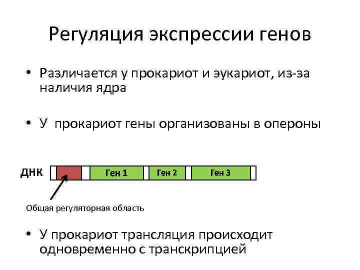 Регуляция экспрессии генов • Различается у прокариот и эукариот, из-за наличия ядра • У