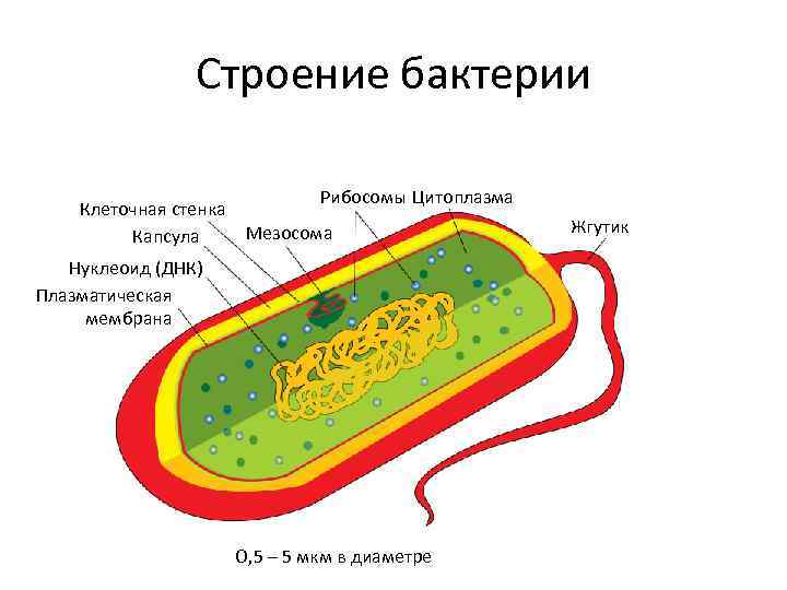 Строение бактерии Клеточная стенка Капсула Рибосомы Цитоплазма Мезосома Нуклеоид (ДНК) Плазматическая мембрана О, 5