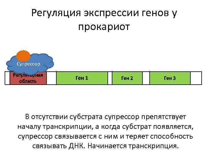 Регуляция экспрессии генов у прокариот Супрессор Регуляторная область Ген 1 Ген 2 Ген 3