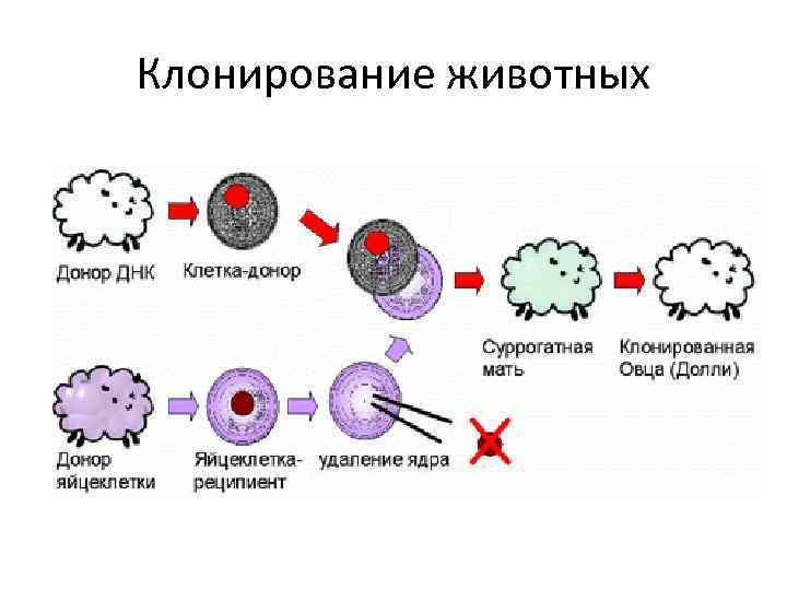 Клонирование животных картинки