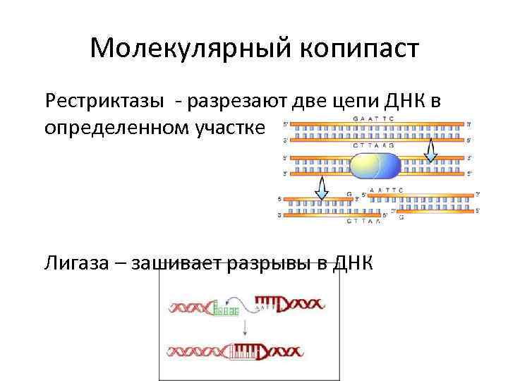 Молекулярный копипаст Рестриктазы - разрезают две цепи ДНК в определенном участке Лигаза – зашивает