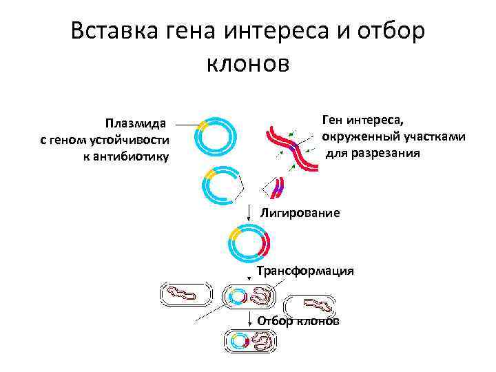 Вставка гена интереса и отбор клонов Плазмида с геном устойчивости к антибиотику Ген интереса,