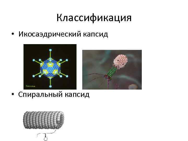 Классификация • Икосаэдрический капсид • Спиральный капсид 