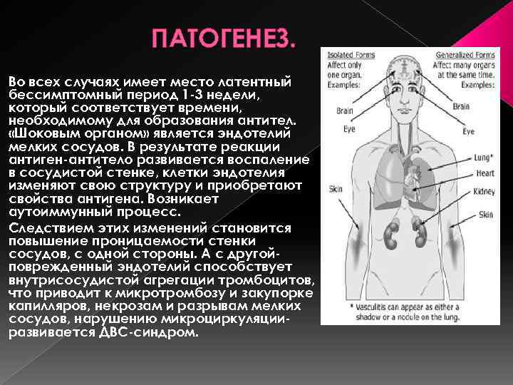 Шоковые органы. Макроописание шоковго органа.