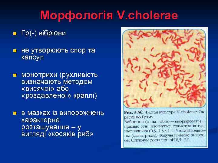 Морфологія V. cholerae n Гр(-) вібріони n не утворюють спор та капсул n монотрихи