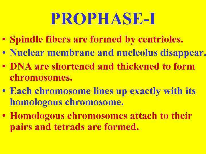 PROPHASE-I • Spindle fibers are formed by centrioles. • Nuclear membrane and nucleolus disappear.
