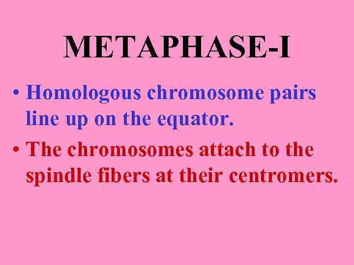 METAPHASE-I • Homologous chromosome pairs line up on the equator. • The chromosomes attach