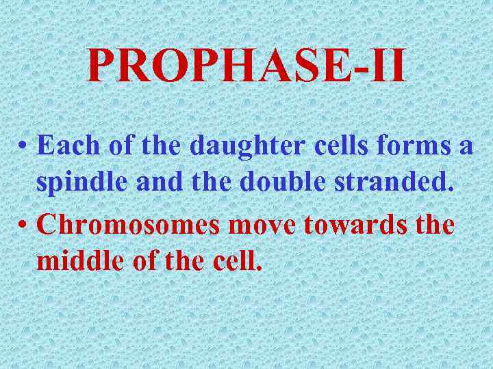 PROPHASE-II • Each of the daughter cells forms a spindle and the double stranded.