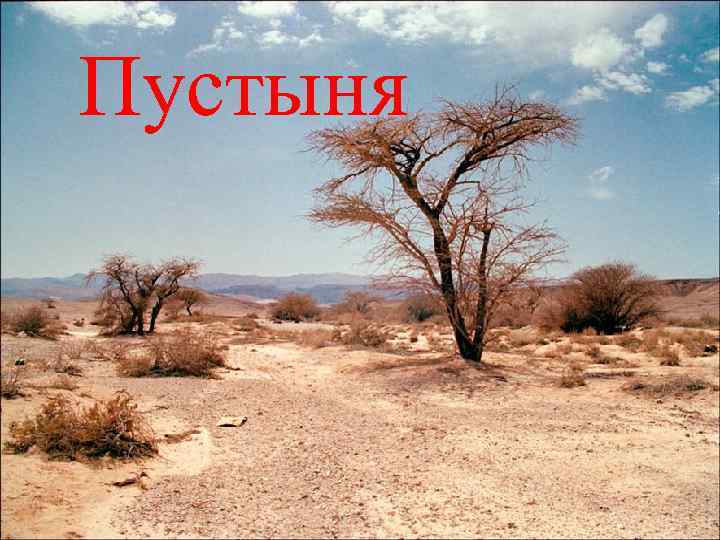 Пустыня. Пустыня 
