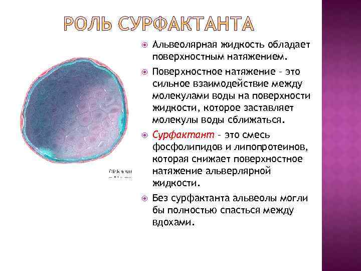  Альвеолярная жидкость обладает поверхностным натяжением. Поверхностное натяжение – это сильное взаимодействие между молекулами