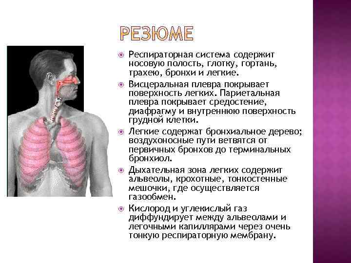  Респираторная система содержит носовую полость, глотку, гортань, трахею, бронхи и легкие. Висцеральная плевра