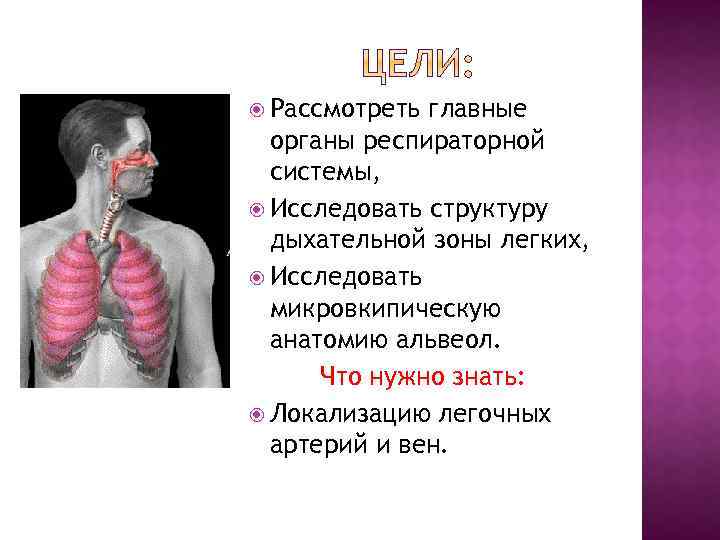 Рассмотреть главные органы респираторной системы, Исследовать структуру дыхательной зоны легких, Исследовать микровкипическую анатомию