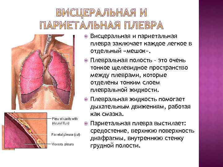 Плевральная полость картинки