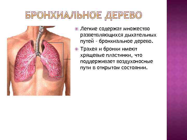  Легкие содержат множество разветвляющихся дыхательных путей – бронхиальное дерево. Трахея и бронхи имеют