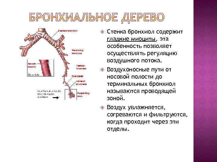  Стенка бронхиол содержит гладкие миоциты, эта особенность позволяет осуществлять регуляцию воздушного потока. Воздухоносные