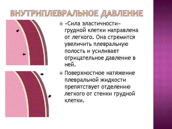  «Сила эластичности» грудной клетки направлена от легкого. Она стремится увеличить плевральную полость и