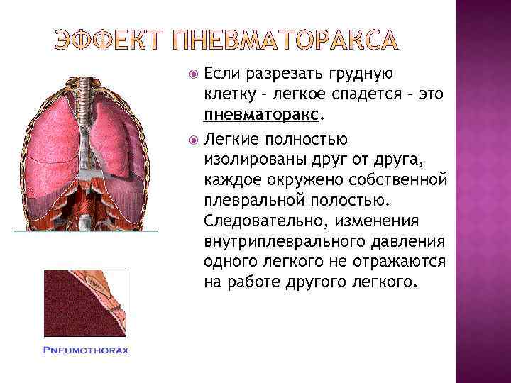 Если разрезать грудную клетку – легкое спадется – это пневматоракс. Легкие полностью изолированы друг