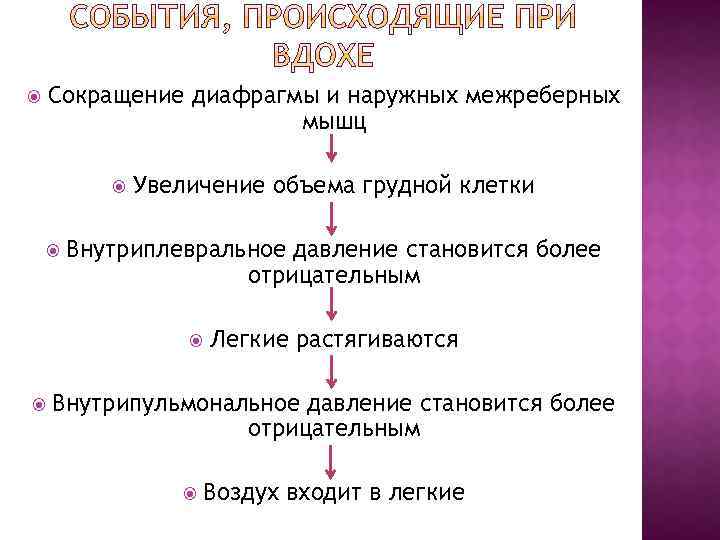 Сокращение диафрагмы и наружных межреберных мышц Увеличение объема грудной клетки Внутриплевральное давление становится более