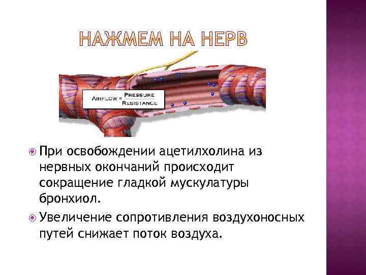  При освобождении ацетилхолина из нервных окончаний происходит сокращение гладкой мускулатуры бронхиол. Увеличение сопротивления