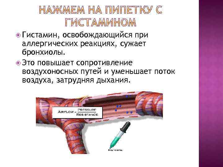  Гистамин, освобождающийся при аллергических реакциях, сужает бронхиолы. Это повышает сопротивление воздухоносных путей и