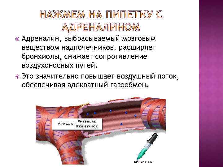 Адреналин, выбрасываемый мозговым веществом надпочечников, расширяет бронхиолы, снижает сопротивление воздухоносных путей. Это значительно повышает