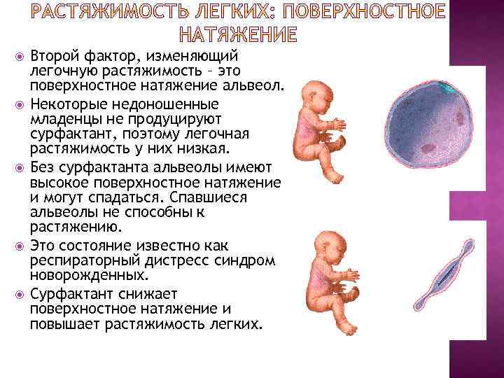  Второй фактор, изменяющий легочную растяжимость – это поверхностное натяжение альвеол. Некоторые недоношенные младенцы