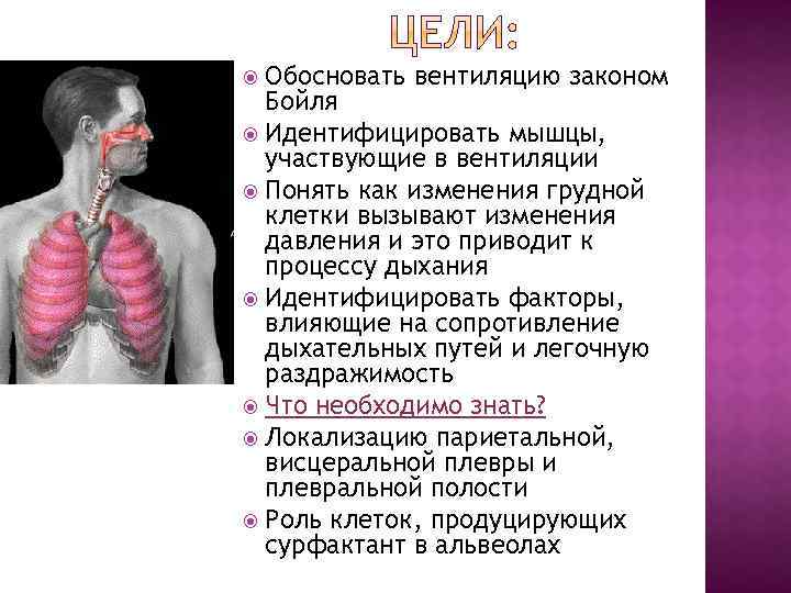 Обосновать вентиляцию законом Бойля Идентифицировать мышцы, участвующие в вентиляции Понять как изменения грудной клетки