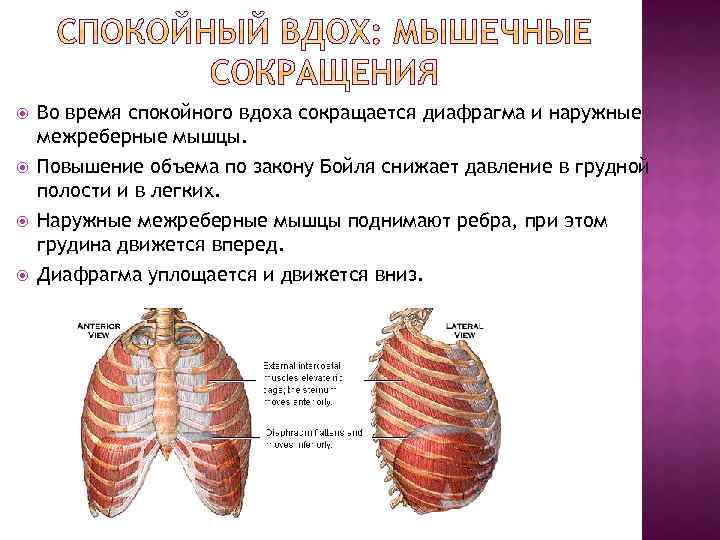 Какой буквой на рисунке обозначена дыхательная мышца диафрагма