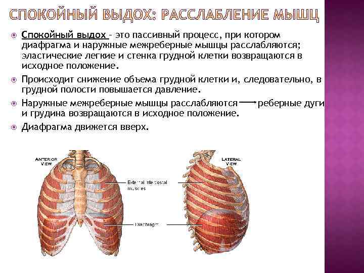 Рассмотрите картинку и укажите под какими цифрами указаны мышцы работающие при вдохе