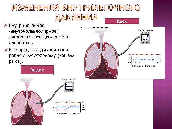 При вдохе давление в легких падает