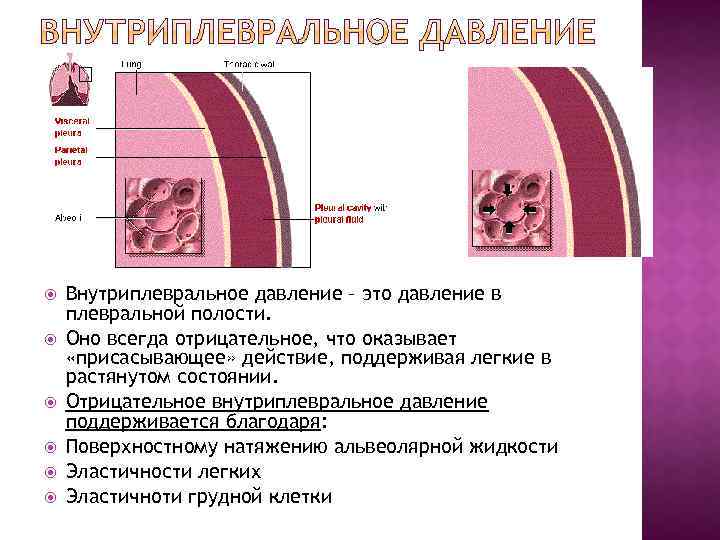 Легочная вентиляция составляет