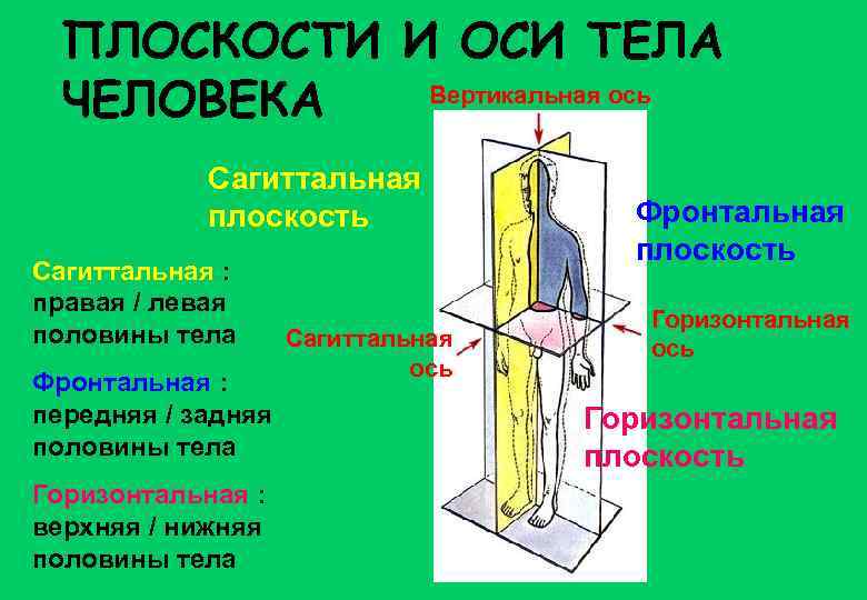 Основные плоскости человека