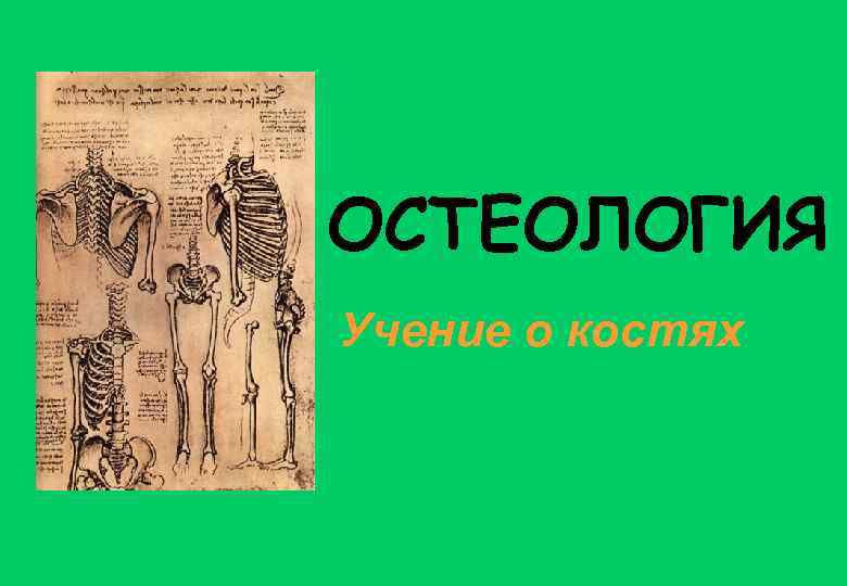 ОСТЕОЛОГИЯ Учение о костях 